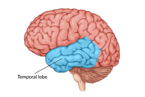 Parts of the Brain Jeopardy Template