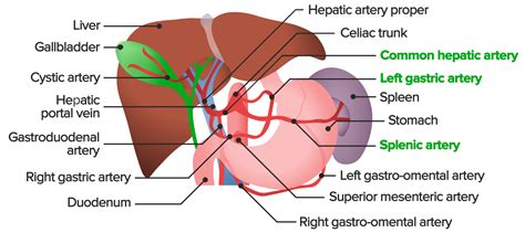 Liver: Anatomy | Concise Medical Knowledge