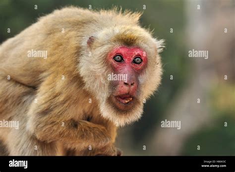 Assam Macaque (Macaca assamensis) in threat display, Assam, India Stock ...