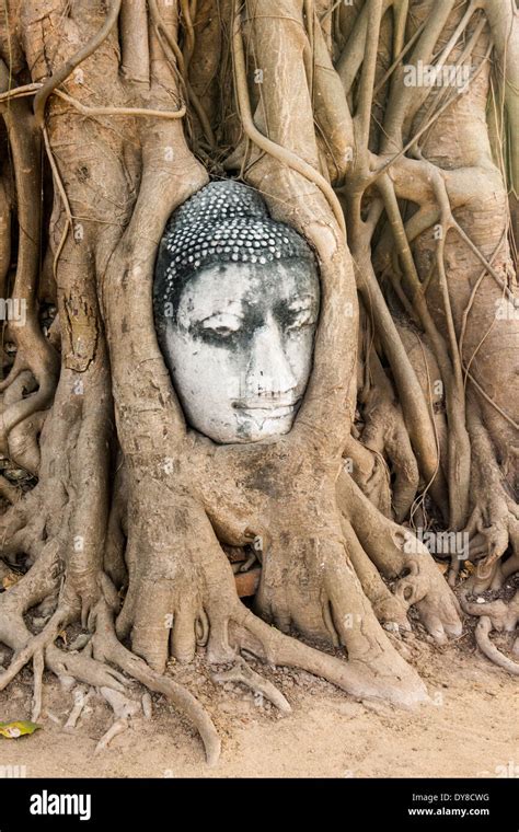 Wat Mahathat Buddha head in tree, Ayutthaya Stock Photo - Alamy