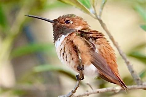 10 Super Cute Hummingbird Moments and Stories - Birds and Blooms