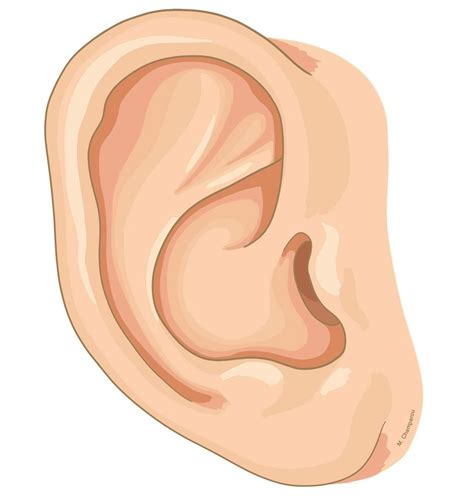 Auricle - e-Anatomy - IMAIOS