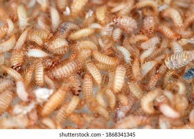 Larvae Khapra Beetle Trogoderma Granarium Dermestidae Stock Photo ...