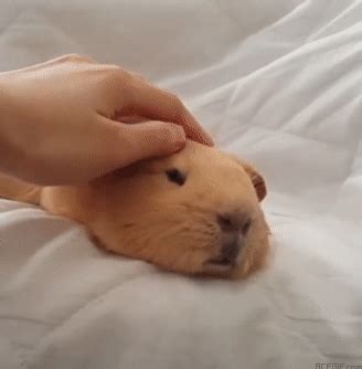 Guinea Pig GIFs - 133 Animated GIF Pics of Cute Rodents | USAGIF.com