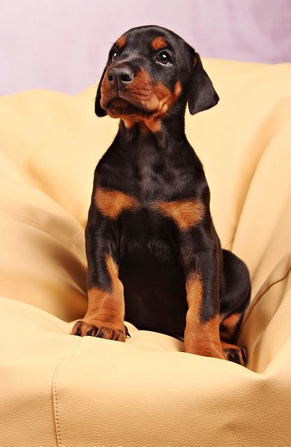 Male vs. Female Doberman puppy - three biggest differences