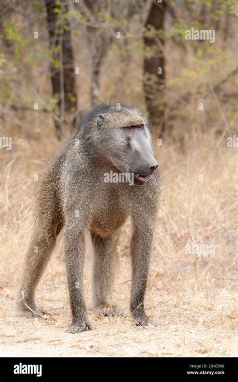 Chacma Baboon in his habitat with copy space, South Africa, wildlife ...