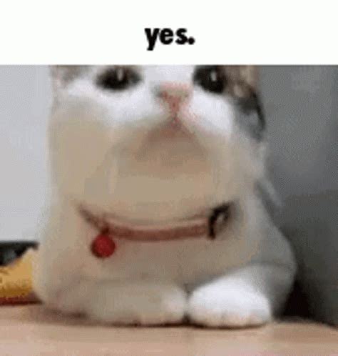 Cat Bobbing Head Nodding Yes Funny Meme GIF | GIFDB.com