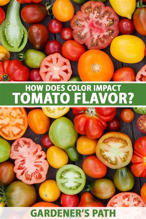 How Does Color Impact Tomato Flavor? | Gardener’s Path