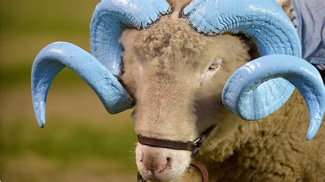 Tar Heels family grows as mascot Rameses has two new lambs