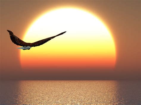 Eagle Flying Sunset Backgrounds Stock Photos, Pictures & Royalty-Free ...