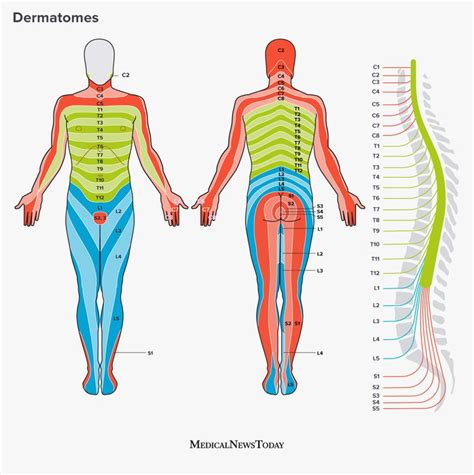 Dermatomes: Definition, chart, and diagram | Basic anatomy and ...