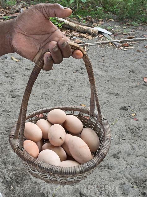 birdphoto | Megapode eggs harvested from nesting ground of Melanesian ...