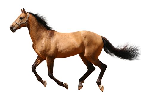 Transparent Horse Png Transparent Background Running Horses Png ...