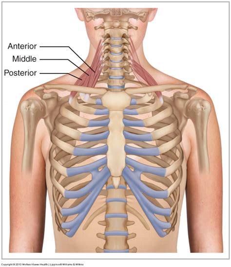 Scalene Group - Learn Muscles