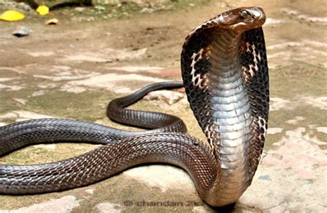 Cobra - Description, Habitat, Image, Diet, and Interesting Facts