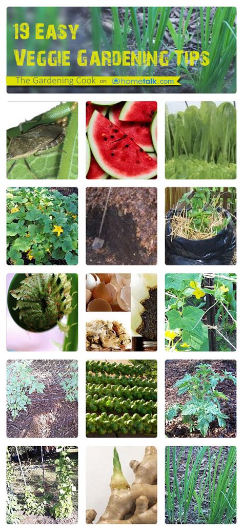 Vegetable Gardening Tips - 19 Ways to Get a Bumper Crop This Year