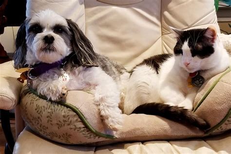 20 Funny Photos of Dogs and Cats Together | Reader’s Digest