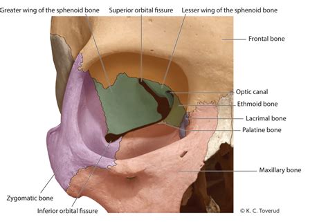 Anatomy of the orbit. Two central features in the orbit are the ...