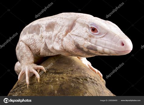 Albino Water Dragon