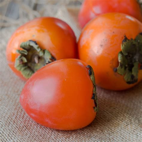 Persimmon- Kaki | The Seed Collection