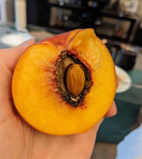 Ultimate Guide to Planting Peach Seeds - Plants Craze