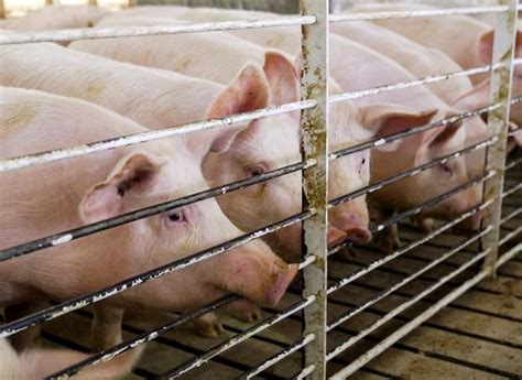 Supreme court shuts down massive pig farm in Yucatán - Yucatán Magazine