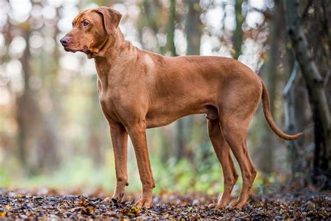 How Do Rhodesian Ridgeback Hunt