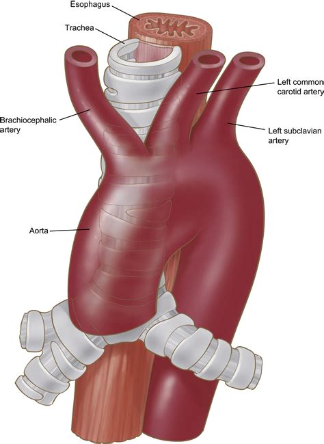 Arch Of Aorta Branches Anatomy