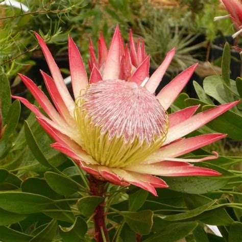 PROTEA Varieties - Echuca Moama Plant Farm