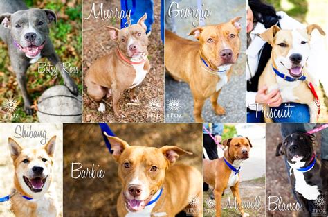 BARCS Adoptable Dogs :: December 2012