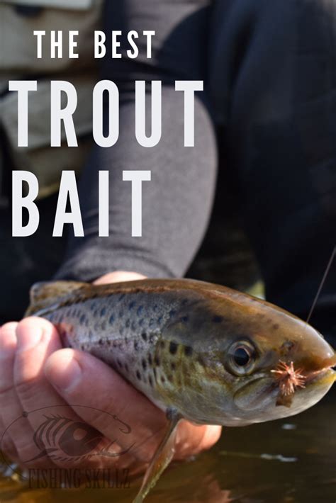 5 Best Baits For Trout (And How To Fish Them!) - Fishing Skillz | Trout ...