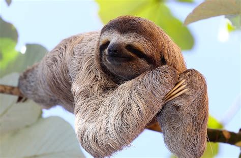 Sloths In The Amazon Rainforest - Rainforest Cruises