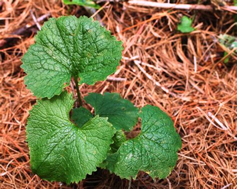 Alliaria Petiolata