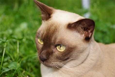 5 cat breeds with yellow eyes - betterpet