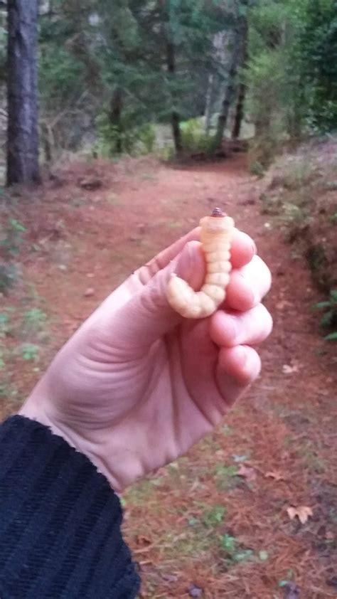 Found this absolute unit today [Huhu Beetle larvae in New Zealand] : r ...