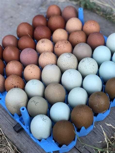 Chicken Egg Colors By Breed - Alchemist Farm