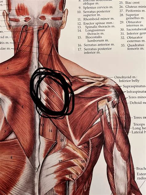 Rhomboid Muscle Pain: Causes, Symptoms, Treatment - Kadalyst PT