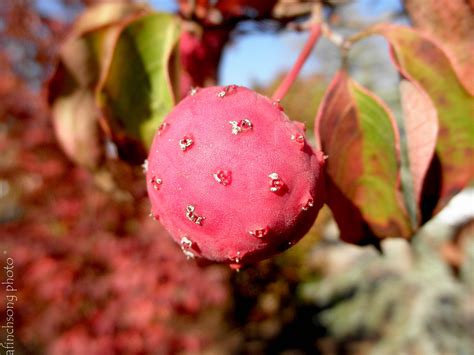 Fruit of the Chinese kousa dogwood. Edible but not always tasty. The ...