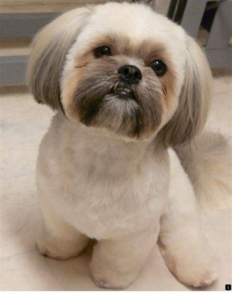 Our web images are a… | Shih tzu grooming, Shih tzu haircuts, Shih tzu ...