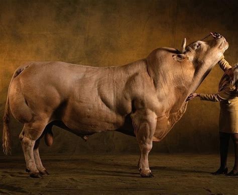 Muscle Bull | Belgian blue cattle, Animals, Belgian blue