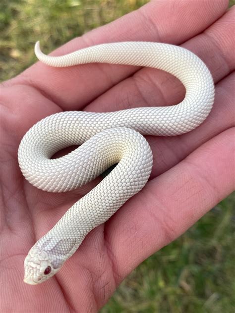 Snow Super Conda (Super Yeti) Western Hognose by R C Royal Morphs ...