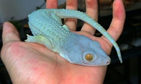 Lizard Names - Over 500 Inspiring Ideas For Naming Your Pet Lizard