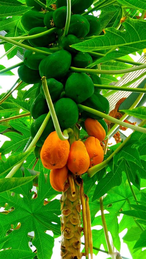 Papaya tree by Thierry Lachapelle / 500px | Papaya tree, Fruit plants ...