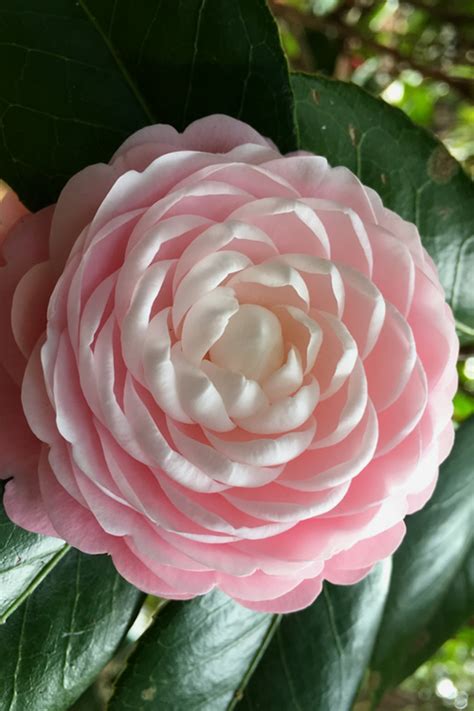 Buy Pink Perfection Camellia | FREE SHIPPING | Wilson Bros Gardens | 3 ...