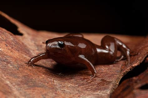 Chocolate frog? New burrowing frog species unearthed in Amazon’s rare ...