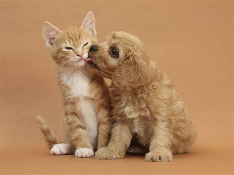 Cute Cats and Dogs on Dog, baby cats and dogs HD wallpaper | Pxfuel