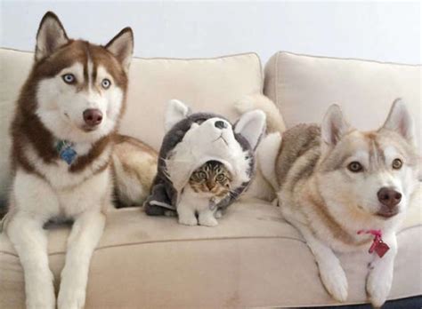 Un chaton qui se prend pour un Husky ! - Yummypets