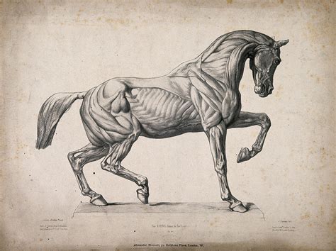 Pin on Anatomy reference | Horse anatomy, Horse sketch, Horse drawings