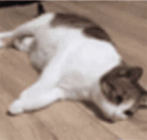 He Died Cat Falling Over GIF – He Died Cat Falling Over Cat – discover ...