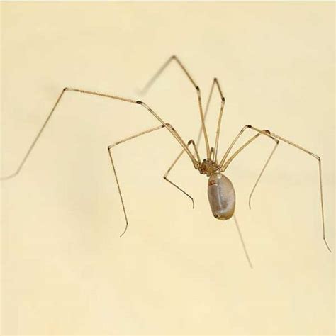 Cellar Spider – Antworks Pest Control – Pest Control and Exterminator ...